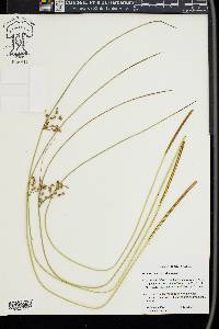 Juncus coriaceus image