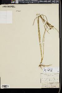 Juncus covillei image