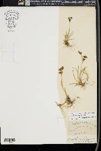 Juncus covillei image