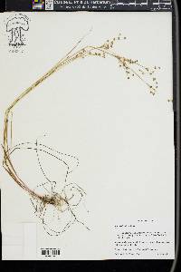 Juncus debilis image