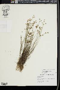 Juncus debilis image