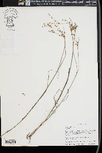 Juncus debilis image