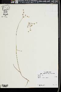 Juncus debilis image