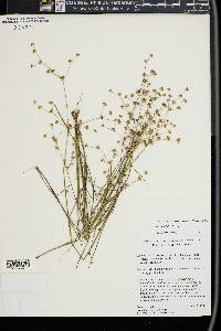 Juncus debilis image