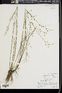 Juncus debilis image