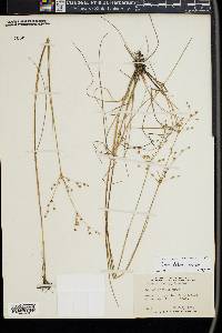 Juncus debilis image