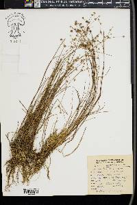 Juncus debilis image