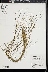 Juncus debilis image