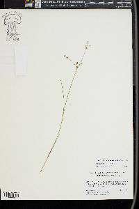 Juncus debilis image