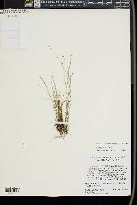 Juncus debilis image