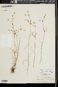 Juncus debilis image