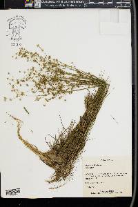 Juncus debilis image