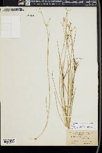 Juncus debilis image