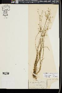 Juncus debilis image