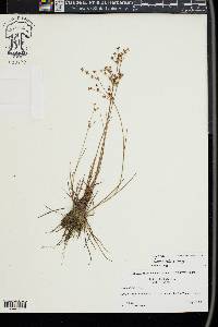 Juncus debilis image