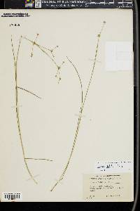 Juncus debilis image