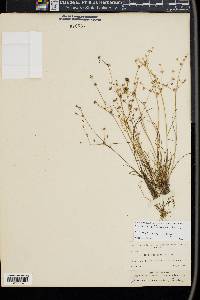 Juncus debilis image