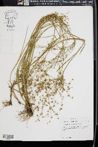 Juncus diffusissimus image