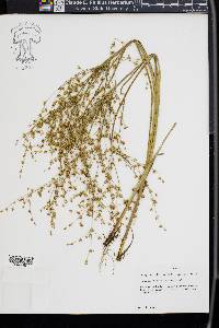 Juncus diffusissimus image