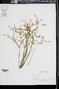 Juncus diffusissimus image