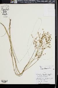 Juncus diffusissimus image