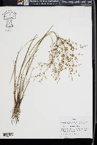 Juncus diffusissimus image