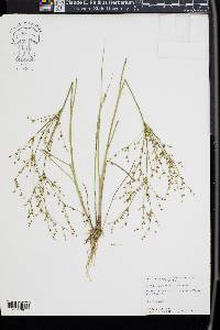 Juncus diffusissimus image