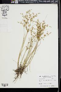 Juncus diffusissimus image