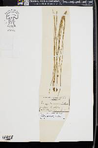 Juncus drummondii image