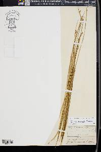 Juncus drummondii image