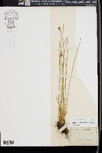 Juncus drummondii image