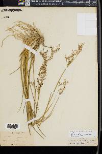 Juncus dubius image