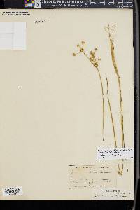 Juncus dubius image