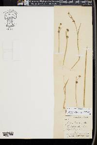 Juncus ebracteatus image