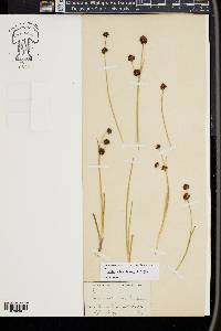 Juncus ebracteatus image