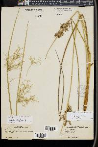 Juncus roemerianus image