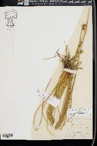 Juncus hesperius image