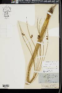 Juncus hesperius image