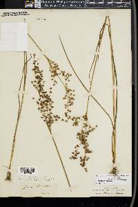 Juncus elliottii image