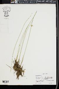 Juncus filiformis image