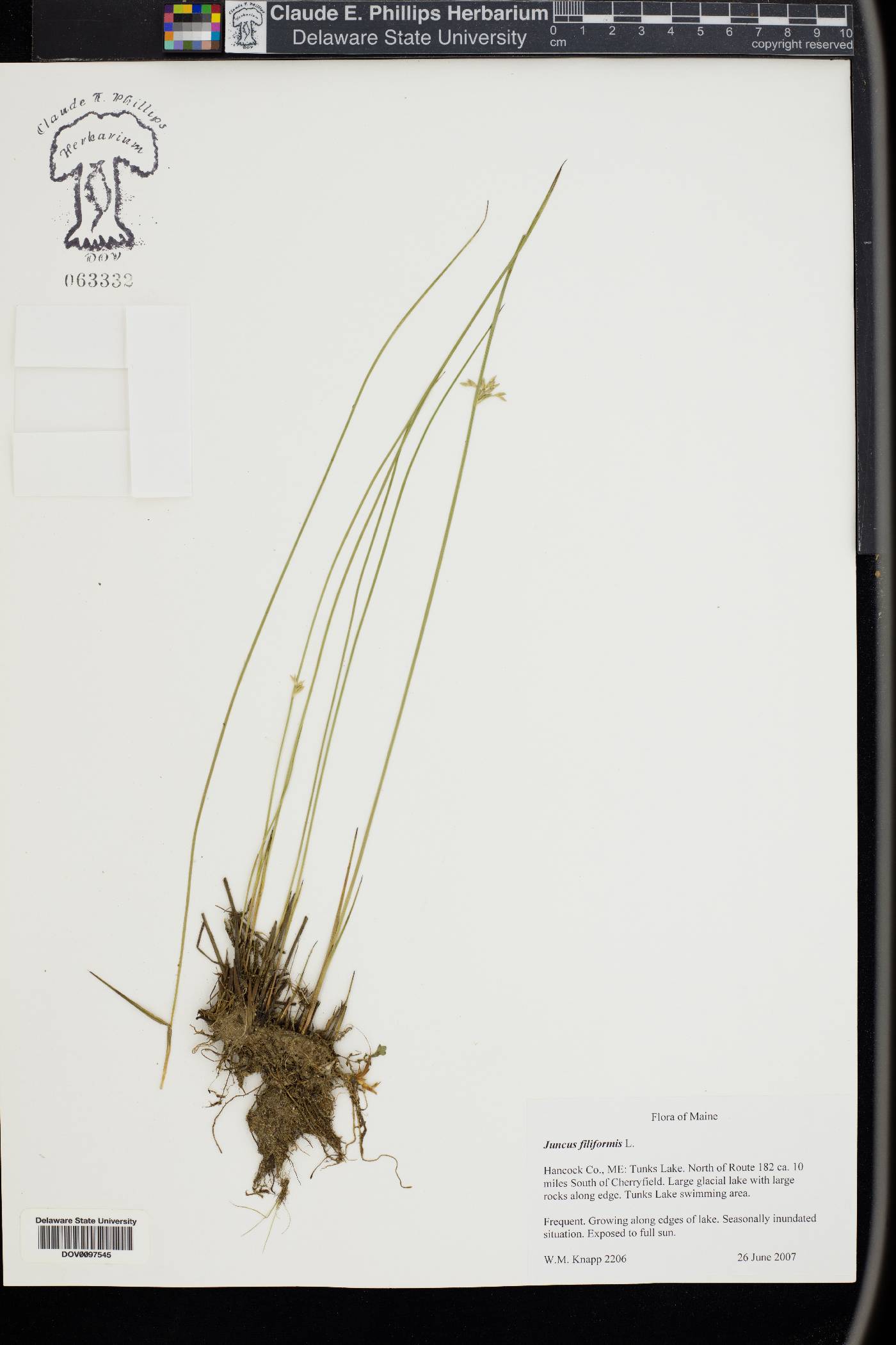 Juncus filiformis image
