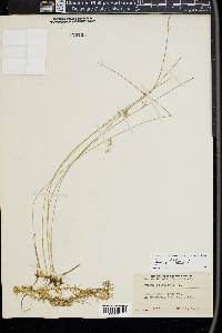 Juncus filiformis image