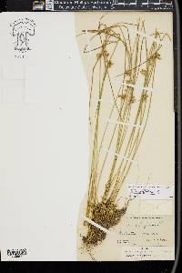 Juncus filiformis image