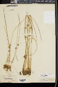 Juncus filiformis image