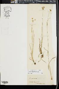 Juncus filipendulus image