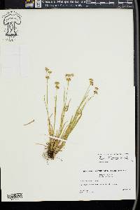 Juncus filipendulus image