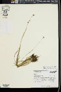 Juncus filipendulus image