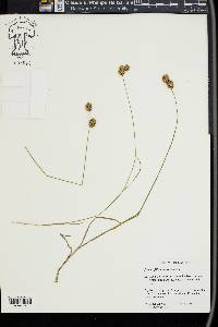 Juncus filipendulus image