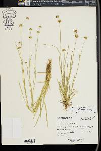 Juncus filipendulus image