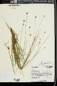 Juncus filipendulus image